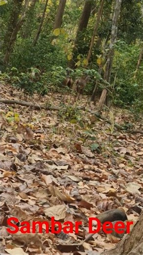Three Sambar Together #wildlife #jimcorbett #safari #trending #viral #shorts #funny #comedy#freefire