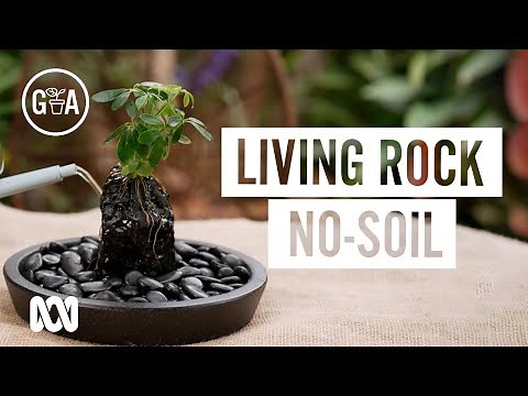 ROCKIN' WITHOUT SOIL! Hydroponics on Lava Rock | DIY Garden Projects | Gardening Australia