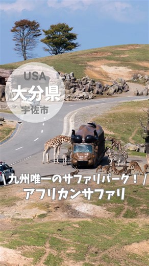 【公式】旅する宇佐 |大分県 on Instagram: "九州唯一のサファリパーク・アフリカンサファリ🦁 大分県宇佐市の観光情報を発信中✨ 他の投稿はこちらから！ 👉『 @tabisuru_usa 』 115万㎡の大草原に、ライオンやキリン、ゾウなどの様々な動物たちがのびのびと暮らす、九州唯一のサファリパーク🦁✨ サファリゾーンでは、彼らの様子をジャングルバスや自家用車に乗って間近で見ることができます‼️ ジャングルバスのみにはなりますが、餌やりもできますよ😆 (⚠️ジャングルバスの事前予約不可。当日先着順です！) また、ふれあいゾーンでは色んな動物たちと直接触れ合えます♪ カンガルーやモルモットなどの動物から、ドッグサロン・キャットサロンで犬や猫とも触れ合うことができます‼️ レストランやお土産のお店もあり、丸1日たっぷりと楽しめるおすすめスポットです✨ 📛九州自然動物公園アフリカンサファリ 📍宇佐市安心院町南畑2-1755-1 🈺営業時間 【11月1日〜2月末日】 9:30〜15:30 ※サファリゾーン入園は15:00まで 【3月1日〜10月31日】 9:30〜16