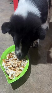 18K views · 350 reactions | #vod #chihko hari ini mkn ayam goreng bumbu kunyit suka banget | Suriana Fui-fui | Facebook