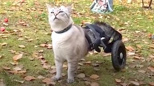 Paralyzed Cat Races Across Yard in Custom Wheelchair