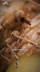 Acorn Weevils: Tiny Insects With an Incredible Drilling Skill #insectskills #natureengineering