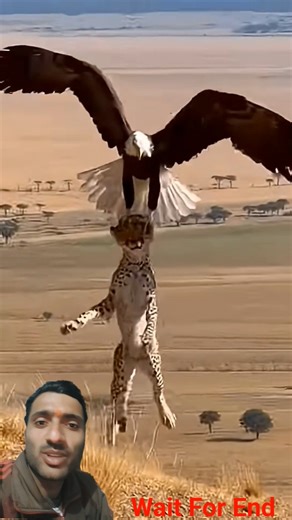 Hawk vs Cheeta. #shorts #animals #hawk #cheeta
