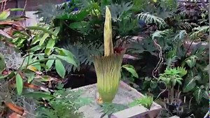 The rare -- and VERY stinky -- corpse flower bloomed today! The bloom is majestic and can be more than 6 feet tall and 3 feet wide. >> wral.com/19781164/ | WRAL TV