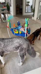 Tavi’s evening exercise with the dogs! | Ruby K Payne