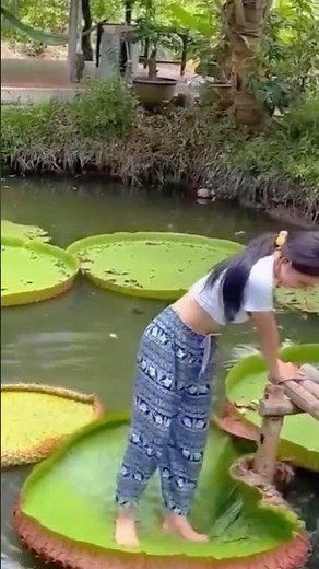 The world's largest floating leaf that can even keep people afloat #shorts