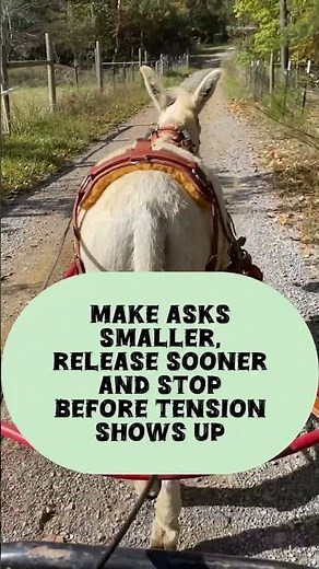How to train a donkey? Especially a shy or nervous donkey? Check out my guide to help