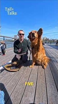 We met an energetic Golden Retriever named Shadow! #dog #retriever