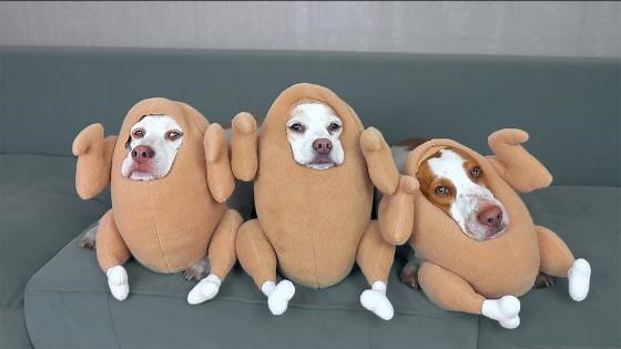 Funniest dog Halloween costumes in one hilarious compilation