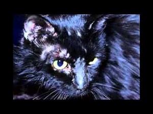 Ringworm in Dogs and Cats