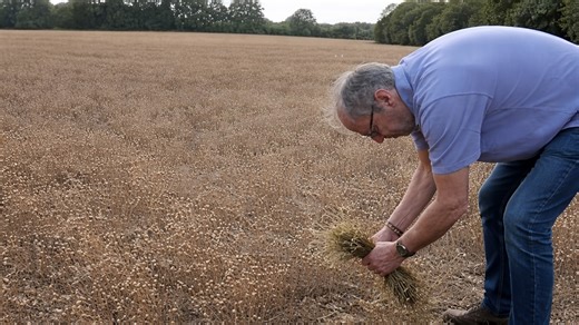 Inspecting the field before harvest: The truth revealed