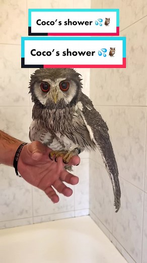 Coco’s shower 💦🦉 - - - - - #assiolo #assiolofacciabianca #owl #owls #owllove #owlsoftiktok #owlsarecool #whitefaceowl #whitefacedowl #rapace #rapaci #rapaces #rapacinotturni #strigid #strigidae #strigidaeowl #scopsowl #scops #gufo #bird #birds #birdsoftiktok #wet #birdsofprey #birdslove #shower #bath #owlbath #viral #viralvideo #perte #coco