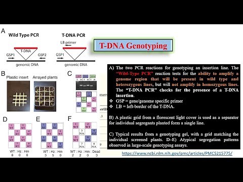 T-DNA Express site & primers for T_DNA genotyping “#Insertional Mutagenesis” for Validation HM/HZ