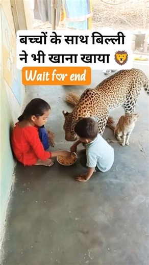 #lion vs child😲😲😲