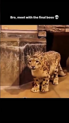 Snow leopard meat with the final boss #Tiger #Snowleopards #shorts