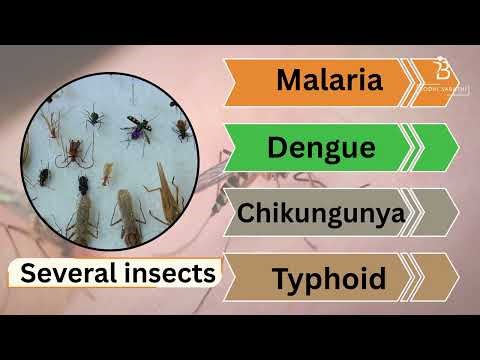 Understanding Phylum Arthropoda – The Largest Animal Phylum.
