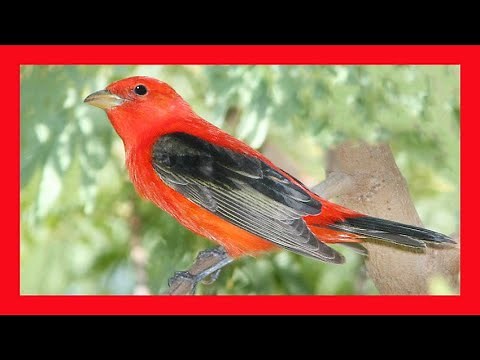 Scarlet Tanager Song! Scarlet Tanager Call! Scarlet Tanager Sound! Scarlet Tanager Singing!