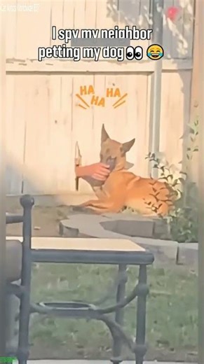 Streamer Cat attacks invisible enemy - Crazy Moments 🤣 Viral Clip!