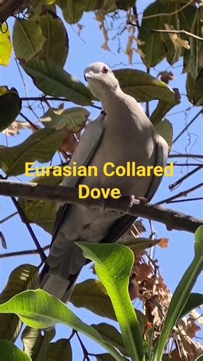 Why is this beautiful bird called 'Eurasian Collared Dove'? , #shorts #dove #wildlife #birdspecies