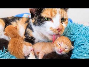 Mother Cat Gives Birth to 4 Miracle Kittens 🐾 Agnes's Last Litter 4K