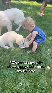 Shalom was more interested in the puppies’ water bowl than the the puppies themselves 😂 . . . #puppy #goldenretriever #puppylove #funny #funnypuppies #cutebaby #dogandbaby #babyanddog | Skylar the Golden Retriever