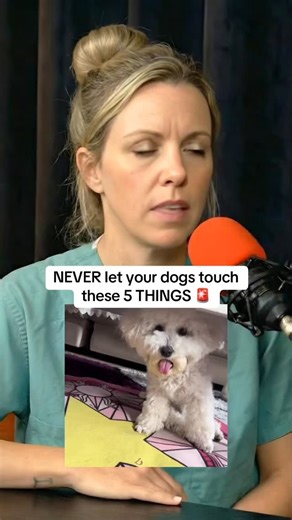 Divine Dahlia on Instagram: "Dog owners, never let your dog touch these 5 things 🚨⚠️🐶 #dogs #dogsofinstagram #pet #fyp #usa"