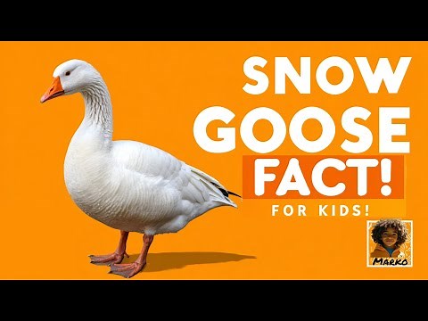 Snow Goose for Kids | Amazing Fun Facts and Information | Learn with Marko