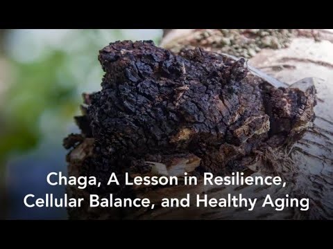 Chaga, A Lesson in Resilience and Healthy Aging