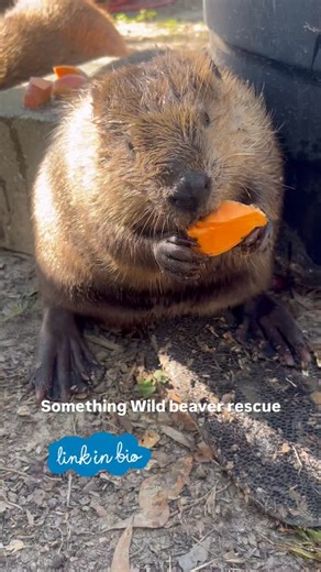 Chubby sprout #beavers help us help them nonprofit somethingwild.org #beaver #babybeaver #wildliferescue #asmr | Rescue Beavers
