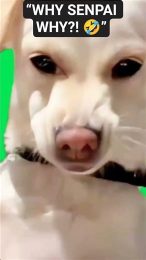 🔥 “Senpai’s FUNNIEST Reactions 😭🤣” Don’t forget to LIKE & SUBSCRIBE!#senpai #funny #meme #anime #lol