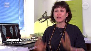 This could be the smallest dinosaur ever found