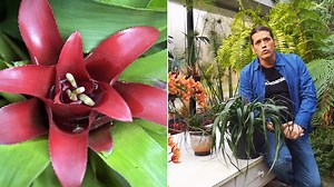 ¿Cómo conseguir que una bromelia vuelva a florecer?