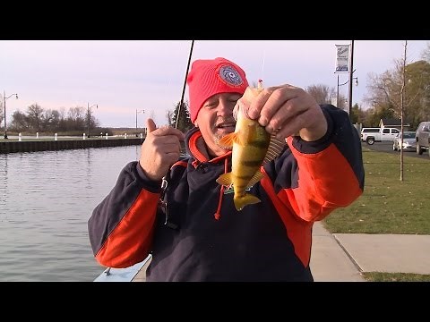 Shore Fishing Perch and Whitefish