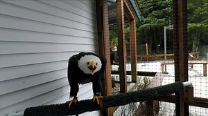 Sitka, a Bald Eagle and Raptor-in-Residence here at the Alaska Raptor Center, showing off her vocalization skills! For such a powerful bird, the Bald Eagle has a surprisingly shrill sounding call, usually a series of high-pitched whistling or piping notes. Did you know Hollywood sound editors often dub over a Bald Eagle's call, with another bird's vocalization? The piercing, earthy screams of a Red-tailed Hawk. | Alaska Raptor Center