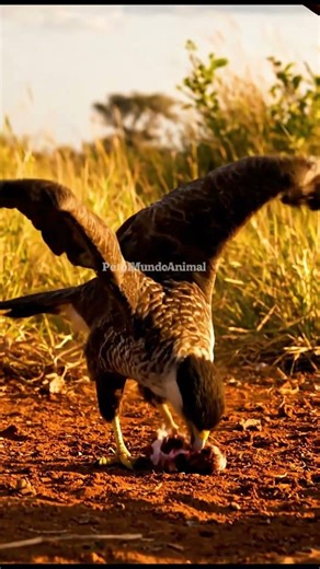 🦅🔥 Carcará A Ave de Rapina Mais Inteligente #animals #carcará