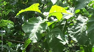 Green teak (Tectona grandis Linn f., Burmese teak, jati, Nagpur teak) with natural background. This plant is a tropical hardwood tree species placed in the flowering plant family Lamiaceae.
