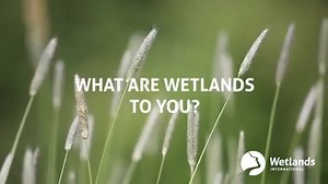 Wetlands play multiple roles to different living beings and many crucial roles for the wellbeing of nature and humanity. These unique habitats include mangroves, peatlands and marshes, rivers and lakes, deltas, floodplains and flooded forests, rice-fields, and even coral reefs. Via The Convention on Wetlands | United Nations Biodiversity