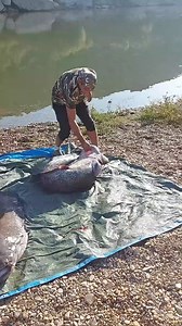 This man saved the life of the fish ❤ #factsindia #factsornah #factssss #factszone #knowledgefactory #reelsfyp #reels #reelschallenge #fbreels23 #knowledge #banglafacts #fbreels24#fbreels #reelsvideo #shortsreels #viralreels #fbreelsfyp #viral #fbreelsvideo #trendingreels #reelsfb #facts #amazingfacts #fbreelsfypviral #foryoupage #funny #Amazing #factsdaily #virals #viralpost #newsfeed #Informative #viralfacts #viral_video #bongautofacts #foryou #viralvideo #viralpage #tranding #memes #reelsfbvi