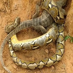 201K views · 2K reactions | Wild life, hungry pythons looking for prey  | Cute Snake TV | Facebook