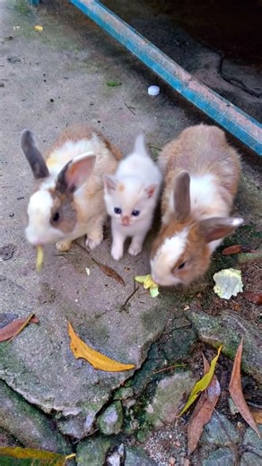 Kittens vs. The Ultimate Obstacle Course