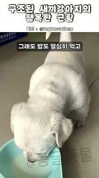 구조된 새끼강아지는 어떻게 됐을까?