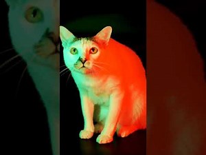 Glowing Cats: Unveiling the Fluorescent #catlover #catbehavior #catfacts