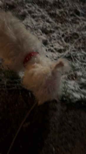 6 comments | Oliver’s first time seeing snow❤️❄️ | Logan Martin | Facebook