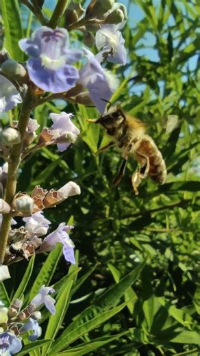 The #1 Tree for Hummingbirds in Arizona! 🐦👑