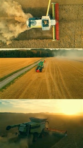 Harvesting wheat with advanced GPS precision machines #wheat #harvesting #harvester #wheatharvest