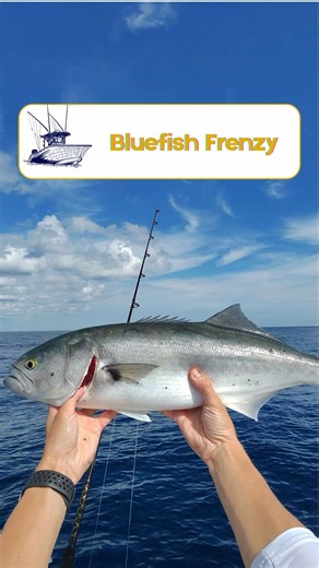 The Thrill of Bluefish Snapper Blitz