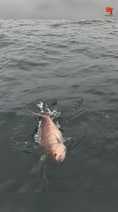 1.5M views · 10K reactions | Deep Sea Fishing for Rosy Snapper #fishing #fishingvideos #fishingtime | Neerulagam | Facebook