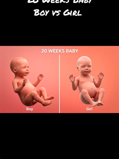 20 Weeks Baby Boy vs Girl #pragnancy #boyvsgirl #womblife #fetaldevelopment #babydevelopment