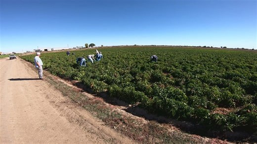Farmworker debate continues as Colorado lawmakers consider overtime labor threshold