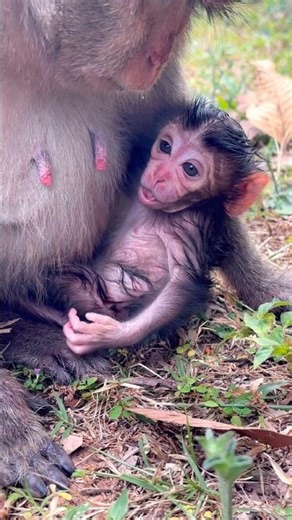 Congrats to monkey Spring! 💞❤️ #newbornmonkey #shorts
